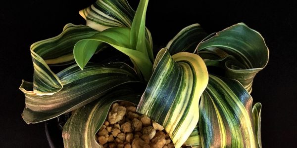 Коллекция Омото Родея японская (Omoto, Rohdea japonica)