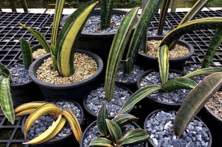 Sansevieria / Сансевиерия, каталог