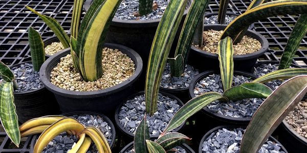 Sansevieria / Сансевиерия, каталог