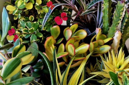Succulent and Cactus / Суккулент, Кактус, каталог