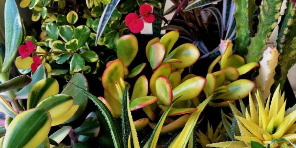 Succulent and Cactus / Суккулент, Кактус, каталог