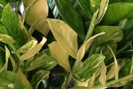 Zamioculcas / Замиокулькас, каталог