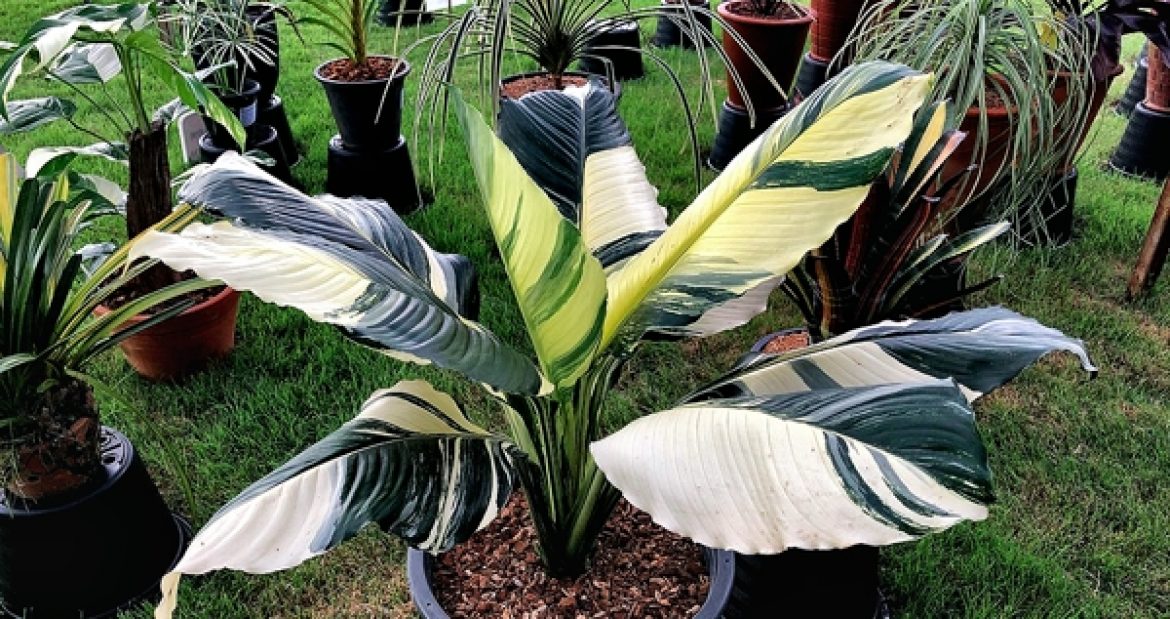 Spathiphyllum / Спатифиллум, каталог