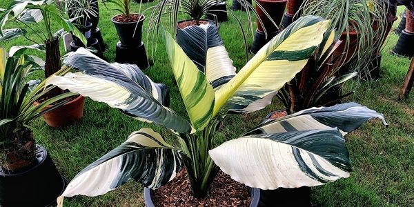 Spathiphyllum / Спатифиллум, каталог