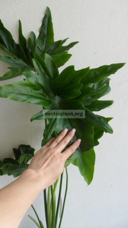 palm plant Cat Palm | Palm Trees for Sale