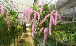 10-Aerides-rosea-Fragrant-BS-20
