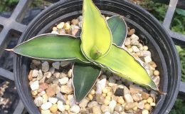 104-robusta-Dark-Green-variegated