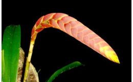 105-Bulbophyllum-occultum-3-bulbs-set-BS-2201