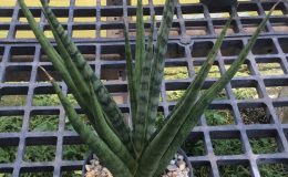 105-«Bunlue’s-Tourch»-francisii-hybrid