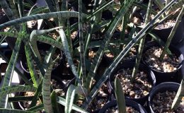 106-«Tony-Padella»-kirkii-var-pulchra-hybrid