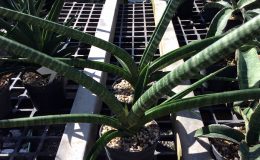 112-«Dino-Tail»-cylindrica-hybrid