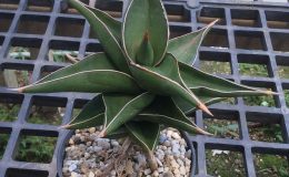 114-powellii-«Green-Form»-