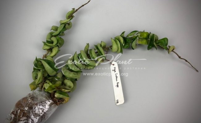 118 Hoya Indian Rope 11