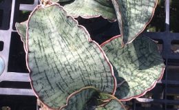 12-kirkii-«Silver-Blue»-