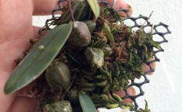 121Bulbophyllum-rufilabrum-BS-20-