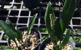 124-Lavlanos-5949-concinna-Big-Spoon-Leaf