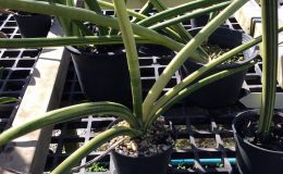 125-cylindrica-var-patula-variegated