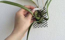129-Bulbophyllum-skeatianum-BS-12-40