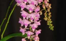 13-Aerides-quinquevulnera-JQ-219324304-Fragrant-SS-12