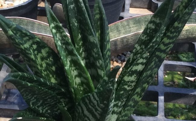 130-trifasciata-hannii-crested
