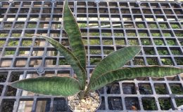 136-aethopica-«Wide-Leaf»