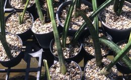 142-stukyii-variegated