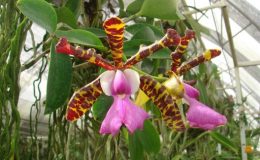 144-Cattleya-aclandiae-BS-60