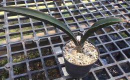 154-sp-Malawi-8-Super-Black-