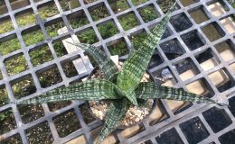 158-«Crocodile-Rock»