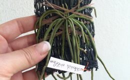 159-Chiloschista-viridiflava-JQ241-221-Fragrant-BS-12-40
