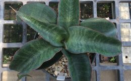 163-rosea-grandis-x-Sudvilla-carve