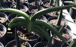 167-perrottii-«Green-Variety»