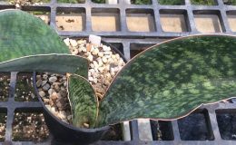 170-«Macrophylla
