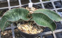 171-kirkii-var-kirkii-«Shiny»-Malawi