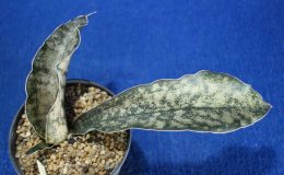 172-kirkii-var.-pulchra-«Metallic-Silver»-75