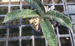 179-sp-Unknow-Kenya
