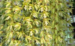 184-Coelogyne-rochussenii-BS-12-40