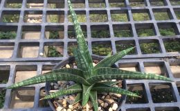 185-sp-Bura-Kenya