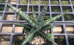 186-suffruticosa-«Frosty-Spears»-