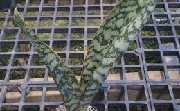 189-aubrytiana-variegated