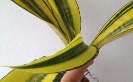 189-aubrytiana-variegated-45-65-