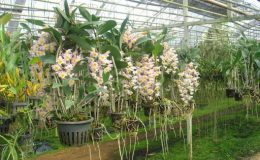 197-Dendrobium-amabile-BS-100
