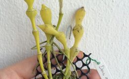 204-Dendrobium-aphrodite-Fragrant-BS-45