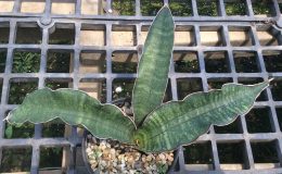 205-sp-type-5-near-Negomano-str-Mozambique-
