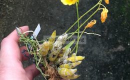 210-Dendrobium-capillipes