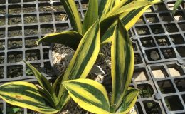210-trifasciata-«Gold-Flame»