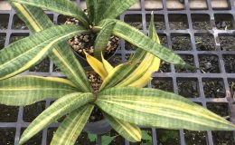 211-FLA-H-13-x-trifasciata-variegated-1