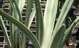 213-guineensis-«Diamond-Sword»