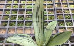 216-trifasciata-«Moon-Shine»-green-variegated