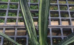 217-trifasciata-«Bentel’s-Sensation»